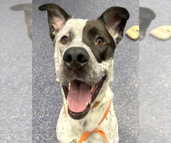 Medium Photo #2 Catahoula Leopard Dog Puppy For Sale in Anchorage, AK, USA