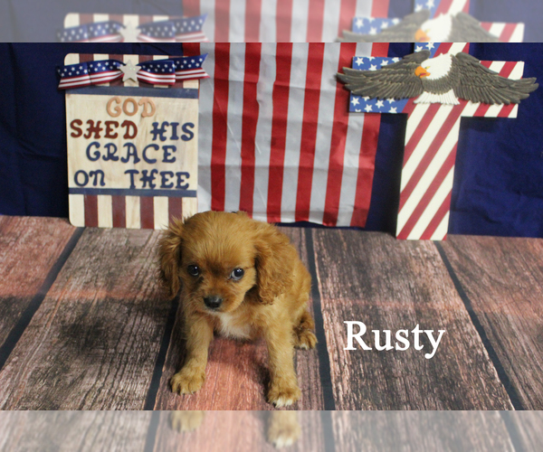Medium Photo #1 Cavalier King Charles Spaniel Puppy For Sale in CHANUTE, KS, USA