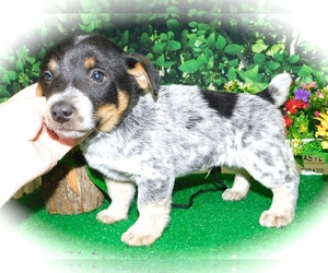 Jack-Rat Terrier Puppy for sale in HAMMOND, IN, USA