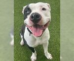 Small #20 American Bulldog