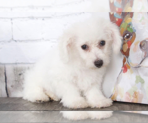 Bichon Frise Puppy for sale in RED LION, PA, USA