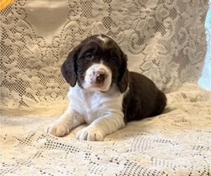 English Springer Spaniel Puppy for sale in OWEN, WI, USA