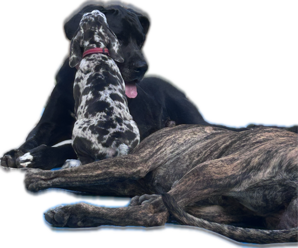 Medium Photo #3 Great Dane Puppy For Sale in WILLIS, TX, USA