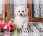 Small Photo #1 Poodle (Toy) Puppy For Sale in NAPLES, FL, USA