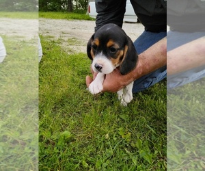 Beagle Puppy for sale in SARCOXIE, MO, USA