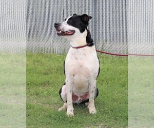 Kubo Lonestar - Male Border Collie Dog for Adoption - Photo #11