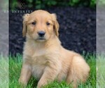 Small #3 Golden Retriever