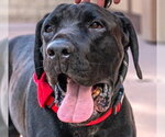 Small #12 Mastador