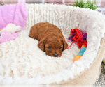Small #3 Cavapoo