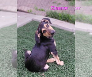 German Shepherd Dog-Weimaraner Mix Dogs for adoption in Des Moines, IA, USA