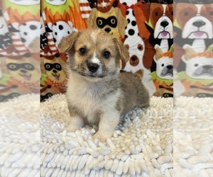 Pembroke Welsh Corgi Puppy for sale in BEECH GROVE, IN, USA