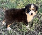Small Photo #2 Australian Shepherd Puppy For Sale in SHAWNEE, OK, USA