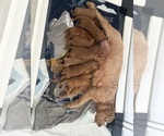 Small #13 Goldendoodle (Miniature)