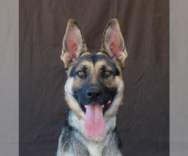 Medium Photo #1 German Shepherd Dog Puppy For Sale in Pasadena, CA, USA