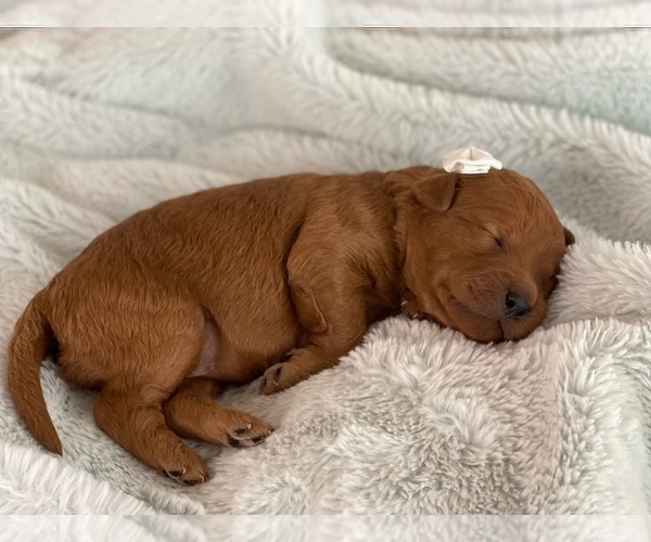 Medium Photo #10 Goldendoodle (Miniature) Puppy For Sale in JENKS, OK, USA