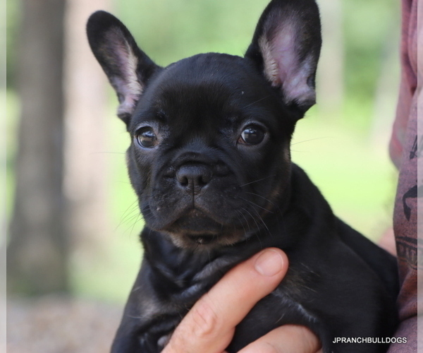 Medium Photo #34 French Bulldog Puppy For Sale in WINNSBORO, TX, USA