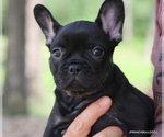 Small Photo #34 French Bulldog Puppy For Sale in WINNSBORO, TX, USA