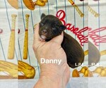 Image preview for Ad Listing. Nickname: Mini Danny