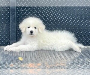 Great Pyrenees-Maremma Sheepdog Mix Puppy for sale in DORA, MO, USA