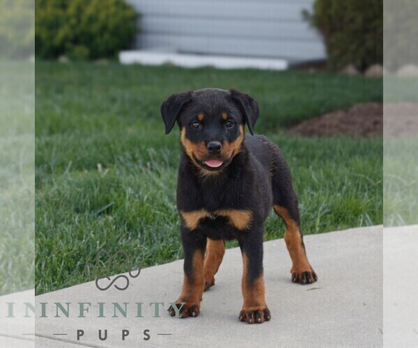 Medium Photo #2 Rottweiler Puppy For Sale in CHRISTIANA, PA, USA