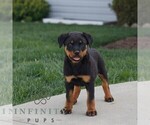 Small #1 Rottweiler