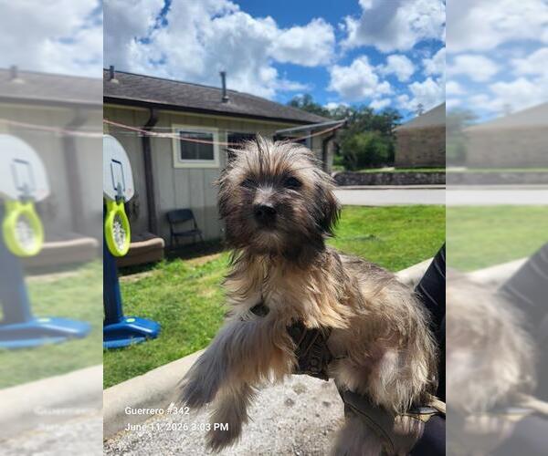 Medium Photo #1 Maltese-Unknown Mix Puppy For Sale in San Antonio, TX, USA