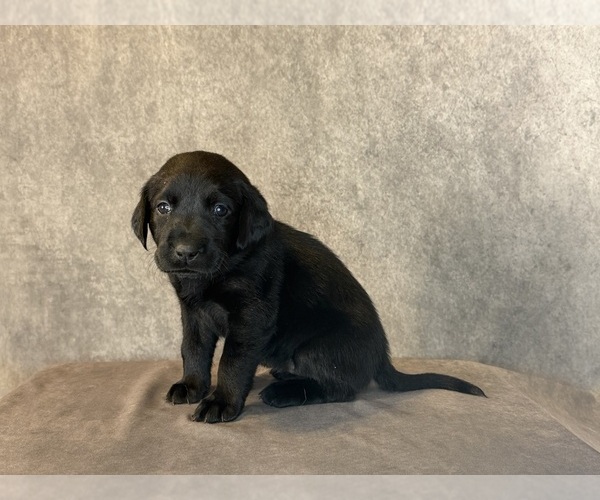 Medium Photo #4 Labrador Retriever Puppy For Sale in WHITNEY, TX, USA