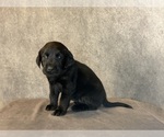 Small #3 Labrador Retriever