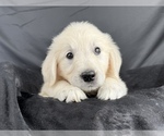 Small #2 English Cream Golden Retriever