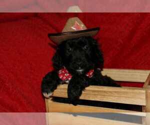 F2 Aussiedoodle Puppy for Sale in LIBERAL, Missouri USA