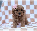 Small #4 Cavapoo (Miniature)