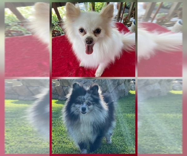 Medium Photo #1 Pomeranian Puppy For Sale in NUEVO, CA, USA