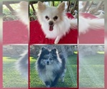 Small Photo #1 Pomeranian Puppy For Sale in NUEVO, CA, USA