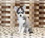 Small #3 Pomsky