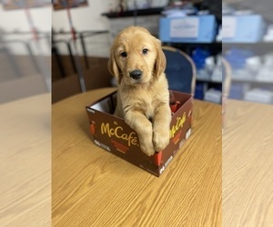 Golden Retriever Puppy for Sale in BRANDON, Florida USA