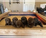 Small Photo #4 Newfoundland Puppy For Sale in ALBUQUERQUE, NM, USA