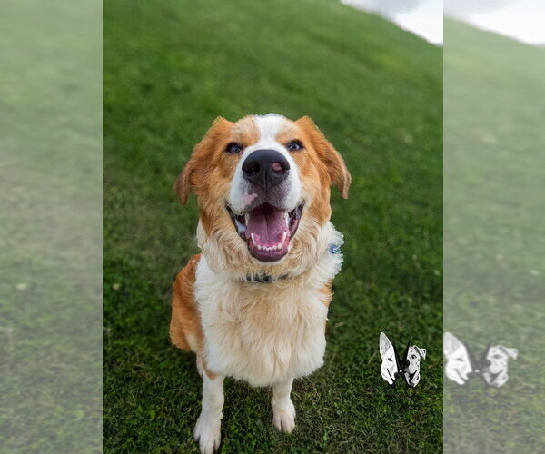 Medium Photo #7 Australian Shepherd-Collie Mix Puppy For Sale in Evansville, IN, USA
