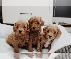 Cavachon-Cavapoo Mix Puppy for sale in DAYTON, OH, USA