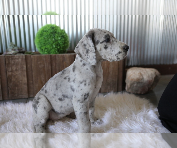 Medium Photo #1 Great Dane Puppy For Sale in GOSHEN, IN, USA