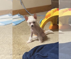 Chinese Crested Puppy for sale in DECATUR, TX, USA