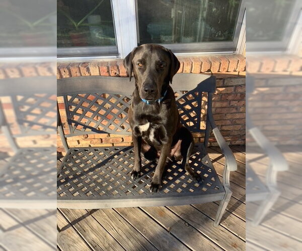 Medium Photo #22 Chocolate Labrador retriever-Labrador Retriever Mix Puppy For Sale in Houston, TX, USA