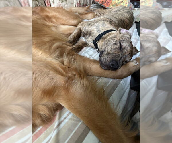 Medium Photo #11 Mutt Puppy For Sale in Philadelphia, PA, USA