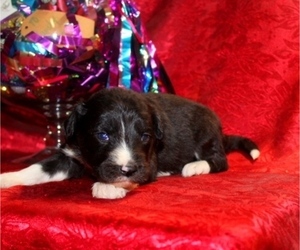 Miniature Bernedoodle Puppy for sale in CASSVILLE, MO, USA