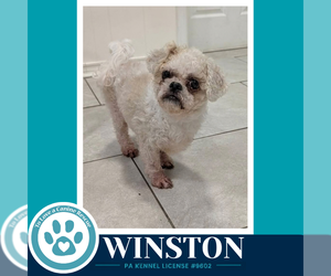 Shih Tzu-Unknown Mix Dogs for adoption in Kimberton, PA, USA