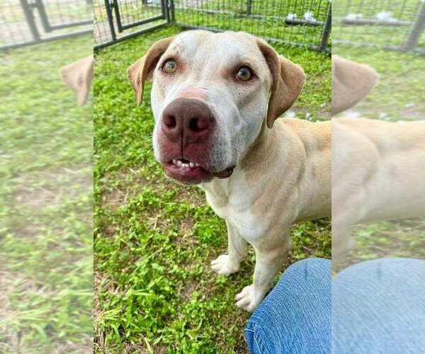 Medium Photo #10 Mutt Puppy For Sale in Abbeville, LA, USA