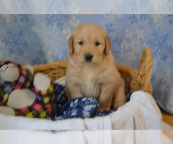 Medium Photo #37 Golden Retriever Puppy For Sale in GREENWOOD, WI, USA