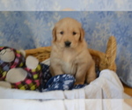 Small #3 Golden Retriever
