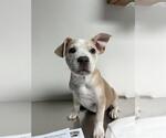 Small American Pit Bull Terrier Mix