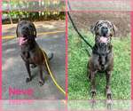 Small #1 Mastiff Mix