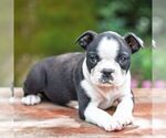 Small #2 Boston Terrier